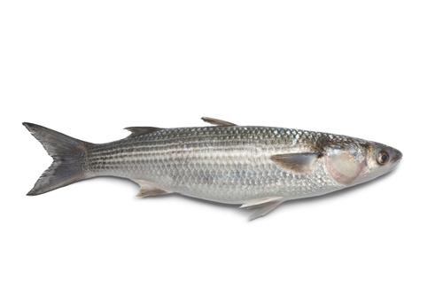 ぼらは美味しい魚！味の特徴やおすすめの食べ方を紹介