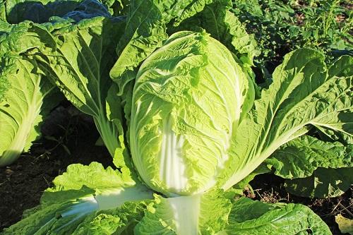 白菜の黒い点の正体は？食べられる理由と食べられない状態を解説