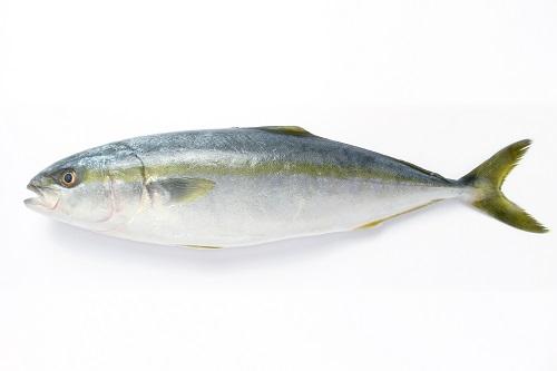 はまちとぶりの違いに驚き！呼び名と身質や味の違いを解説