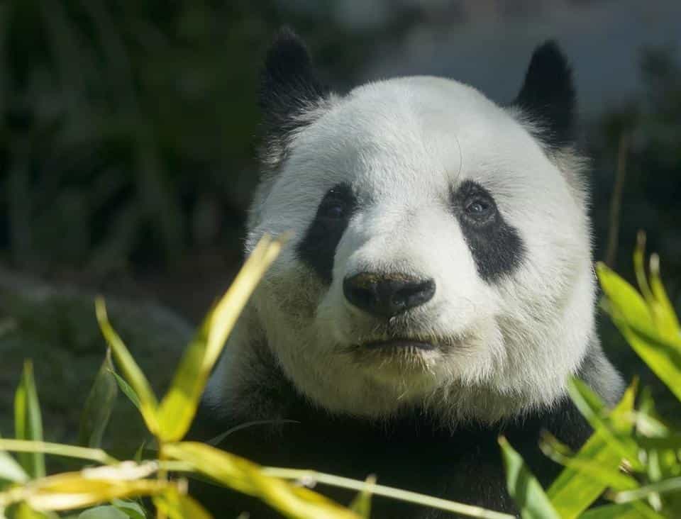 Animals last Weeks