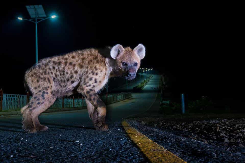 Wildlife Photographer of the Year 2022 People’s Choice Award
