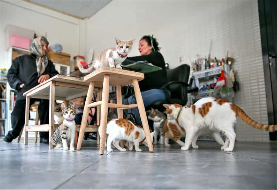 Humans and Animals